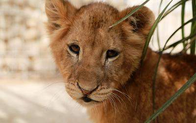 lion cub