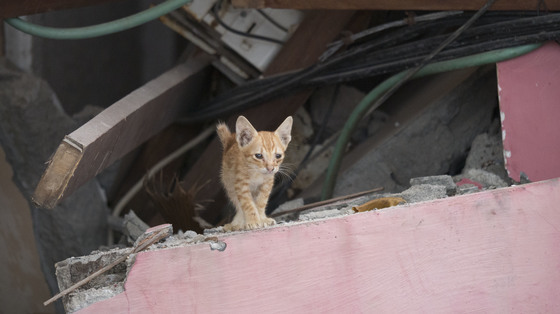 Kitten under the rumble