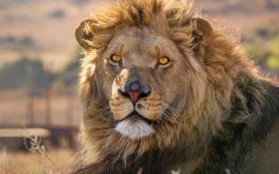 Rescued lion