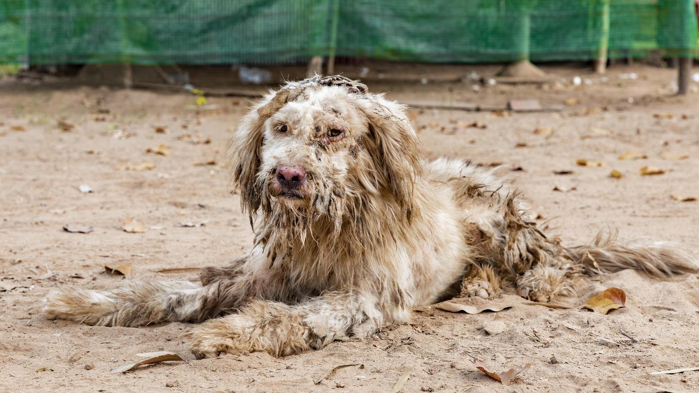 Dog Sor before receiving aid