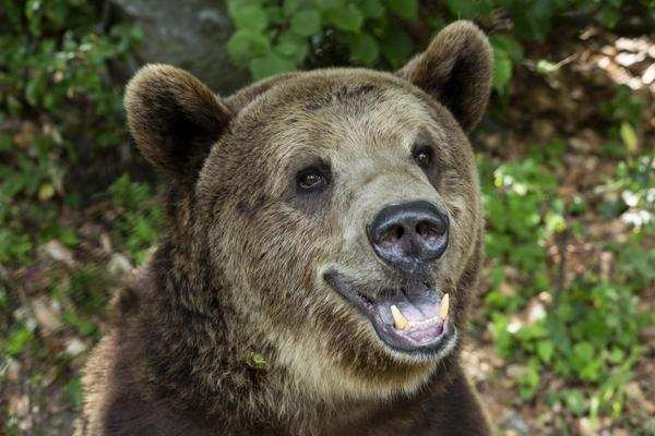 Happy bear