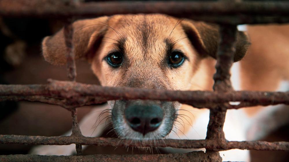 Dog Daisy in a cage at the slaughterhouse