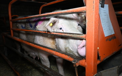 Pig in farrowing crate
