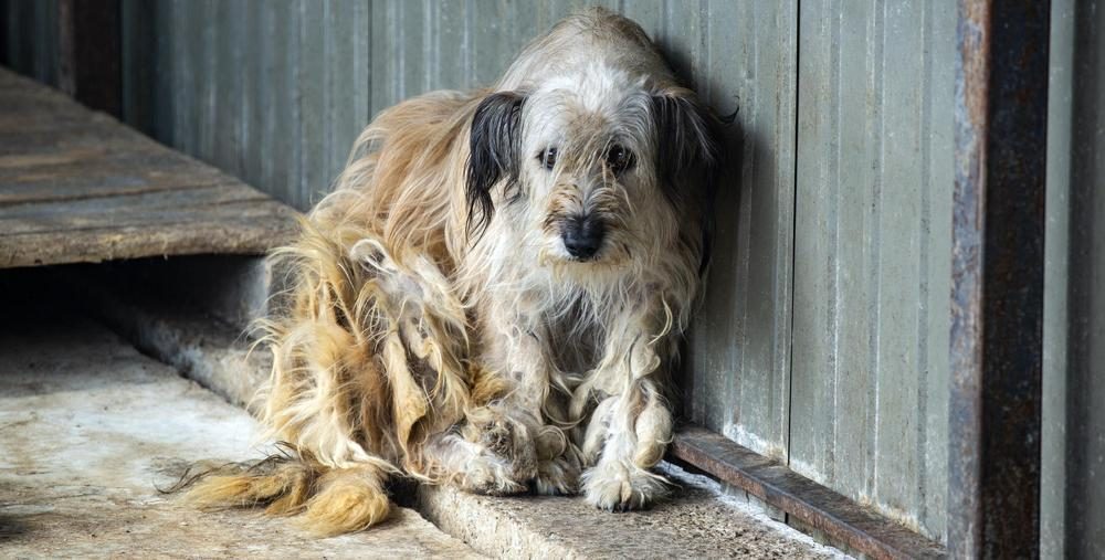 Stray dog in Moldova