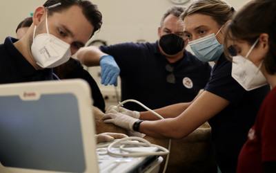 Veterinary care for lion