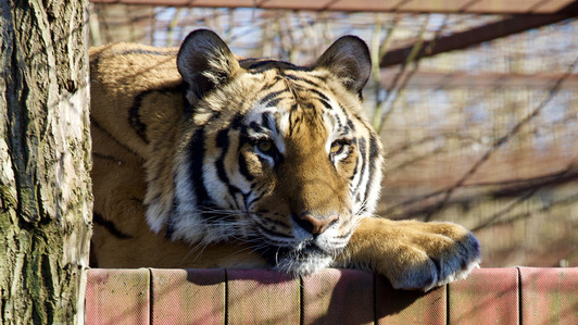 Tiger Tzesar in the sanctuary
