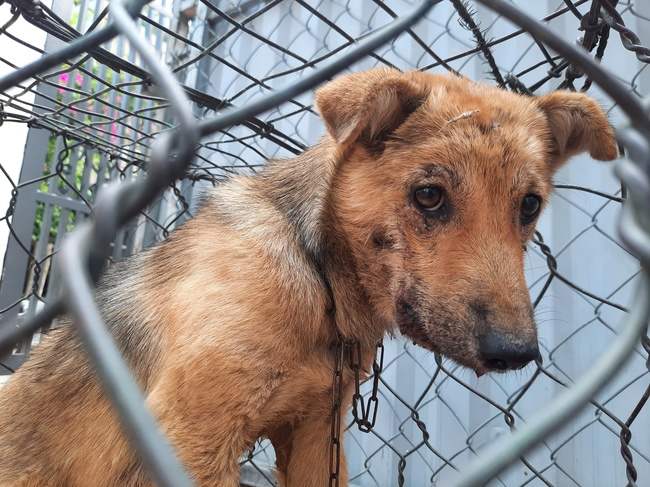 Four Paws Rescue Help FOUR PAWS rescue dogs | Four Paws UK