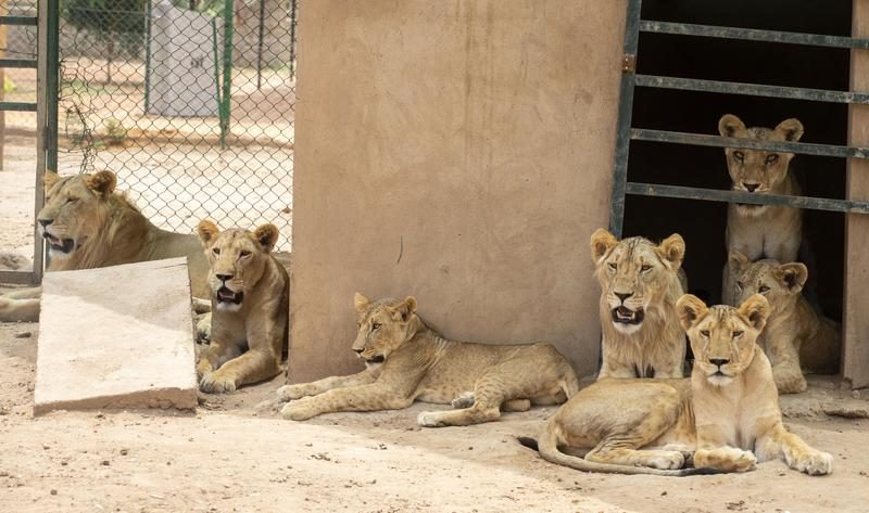 Sudan lions in rescue center