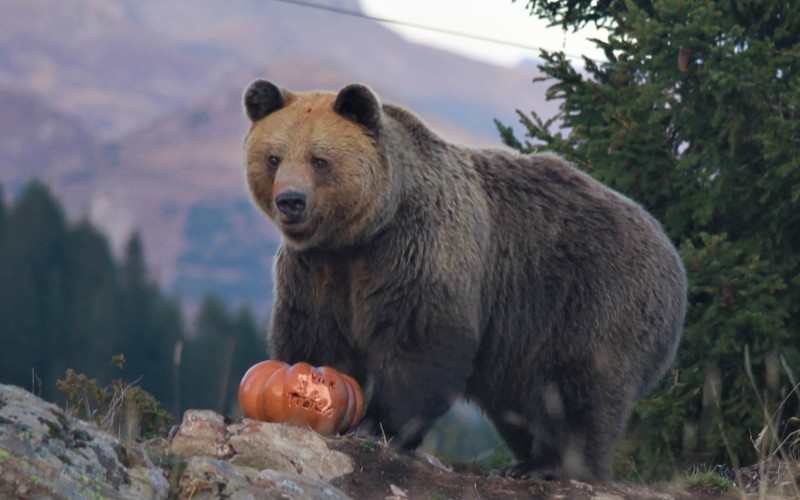Bear eating pumpkin in sanctuary