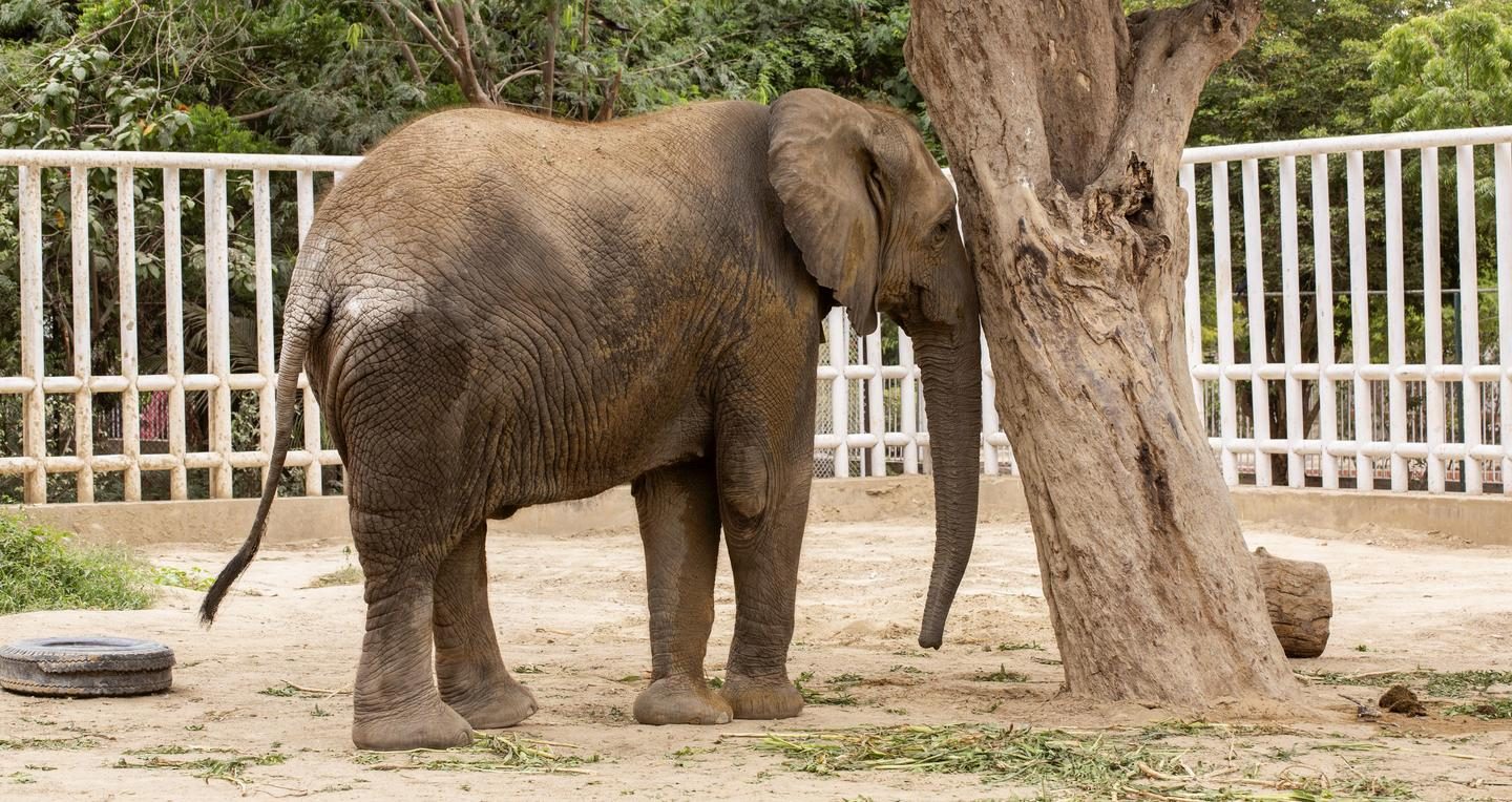 Elephant Madhubala in her enclosure