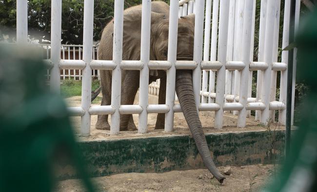 Elephant Madhubala in her enclosure