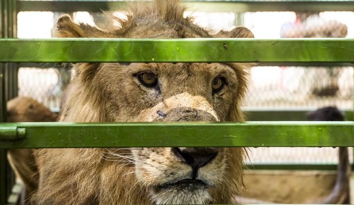 Rescue of lion Moody