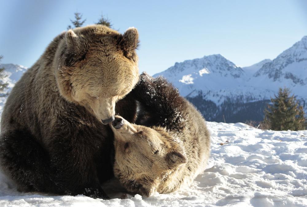 Bears Amelia and Meimo scrambling in the snow at AROSA Bear Sanctuary, Switzerland.