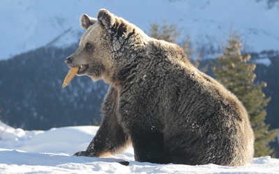 Bear eating carrot