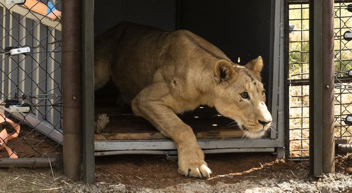 Arrival and release of Sudan Lions to LIONSROCK Big Cat Sanctuary. 