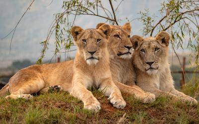 Three of the lions rescued from Sudan