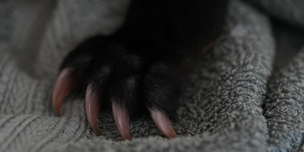 Bear cub paw