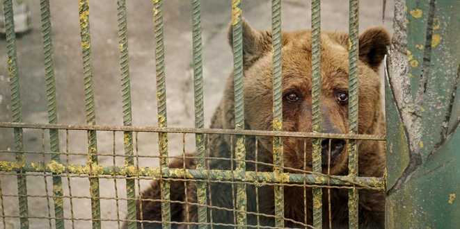 Bear Felix