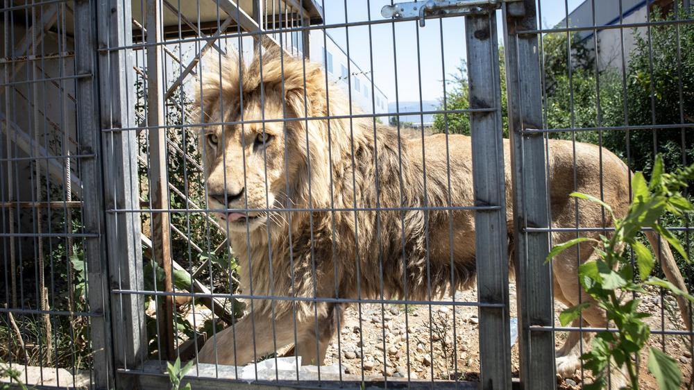 Lion Erion in his cage