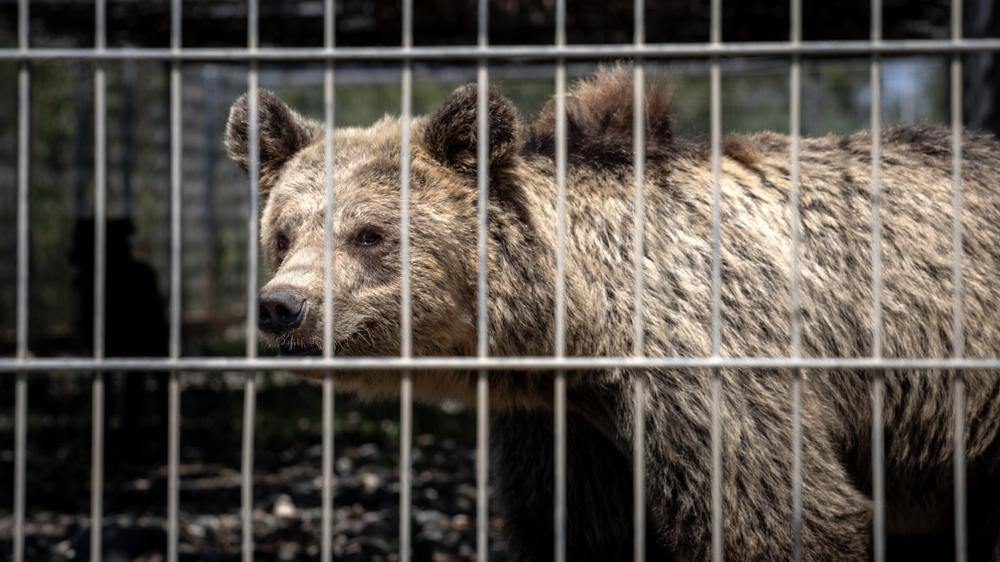 Bear flora in her cage