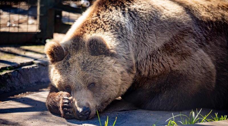 Bear Florencia in her enclosure