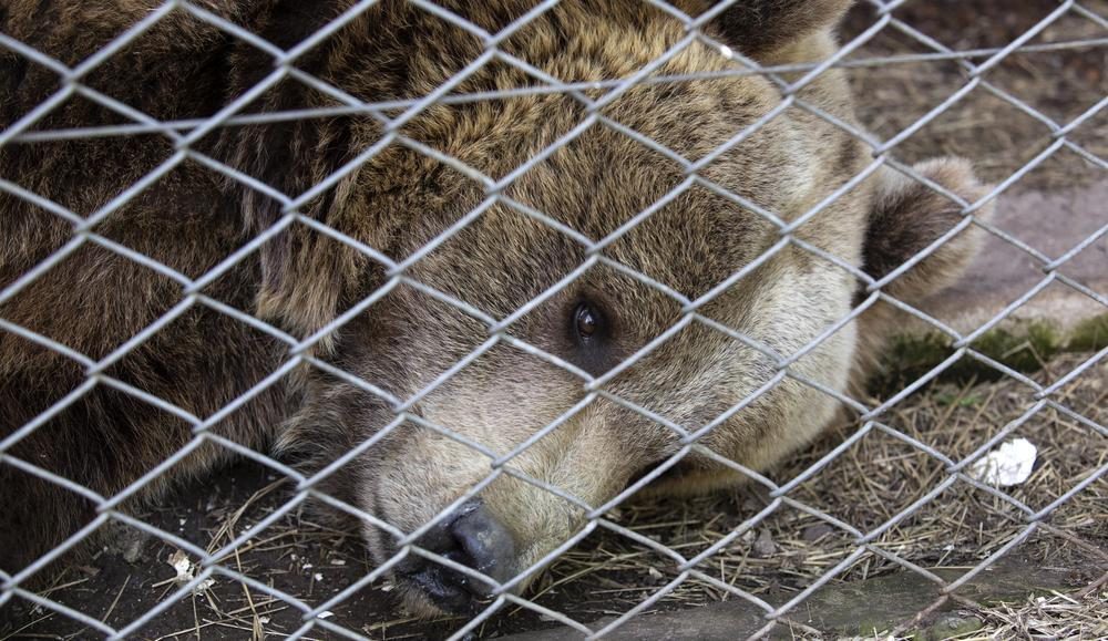 Brown bear at enclosure in former Zoo Luján, Argentina.