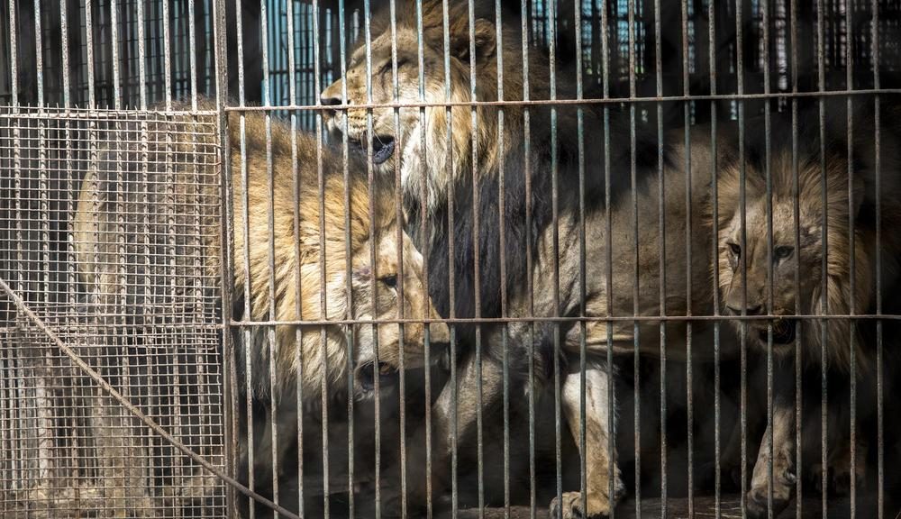 Lions at enclosure in former Zoo Luján, Argentina.