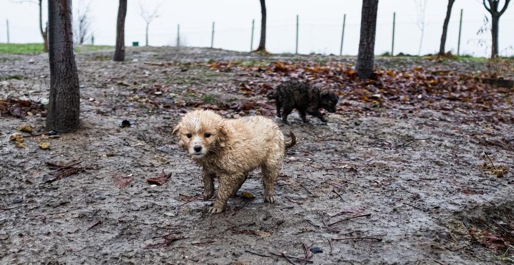 Stray puppy in Moldova