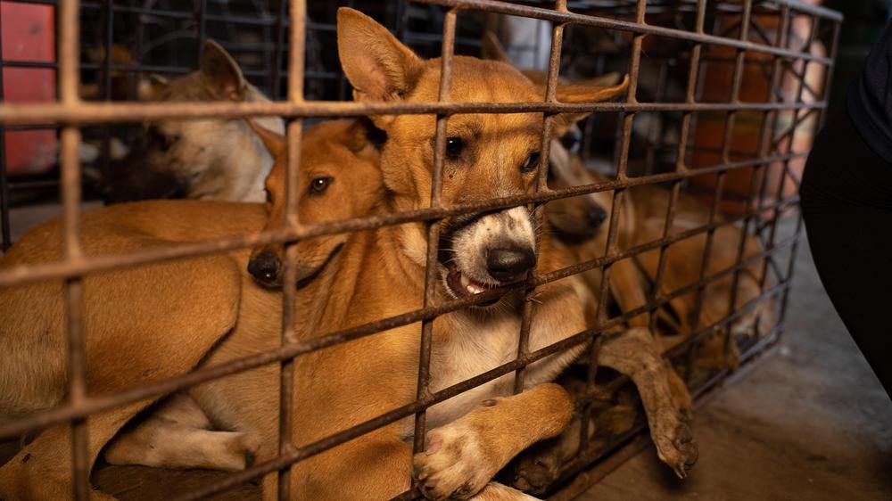  Dog meat slaughterhouse in Skun, Cambodia