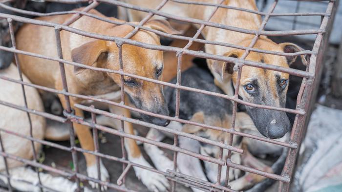 Dog in cage