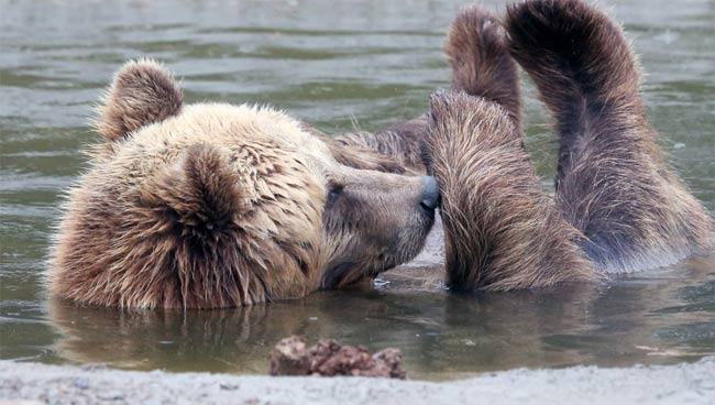 Bear bathing