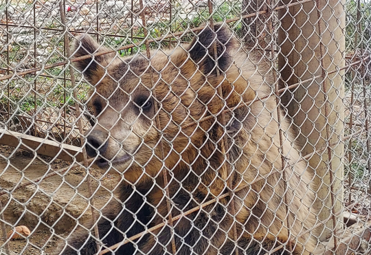Albanian cubs 