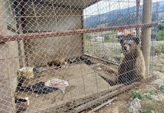 Albanian cubs in cages