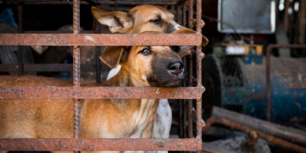 Help FOUR PAWS end the cruel trade | Four Paws UK