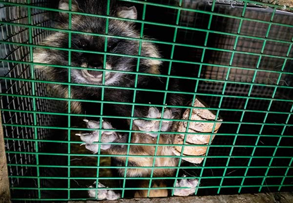 Racoon in cage