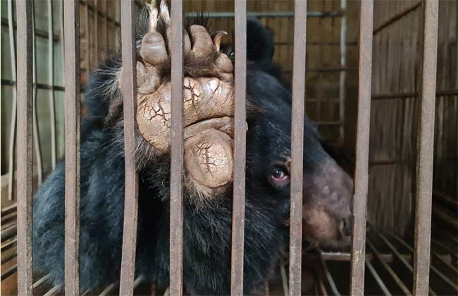 Save the saddest bears: end bear farming in Hanoi!