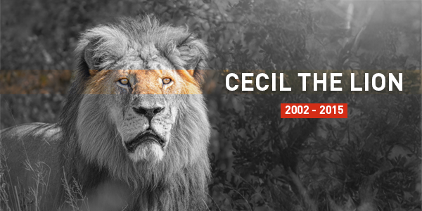 Cecil the lion: 2002-2015
