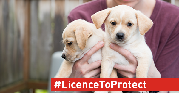 #LicenceToProtect