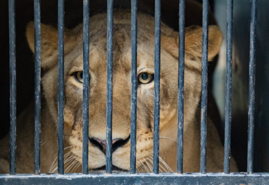 zora lioness