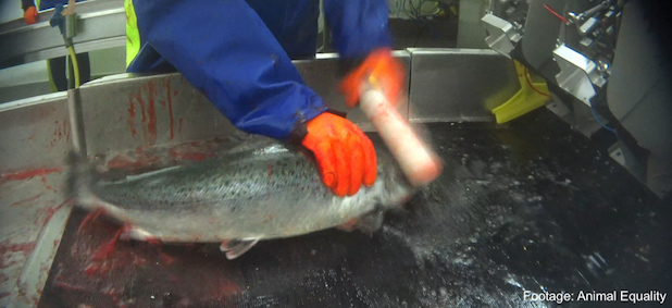 fish being clubbed to death by factory worker blood squirting out 