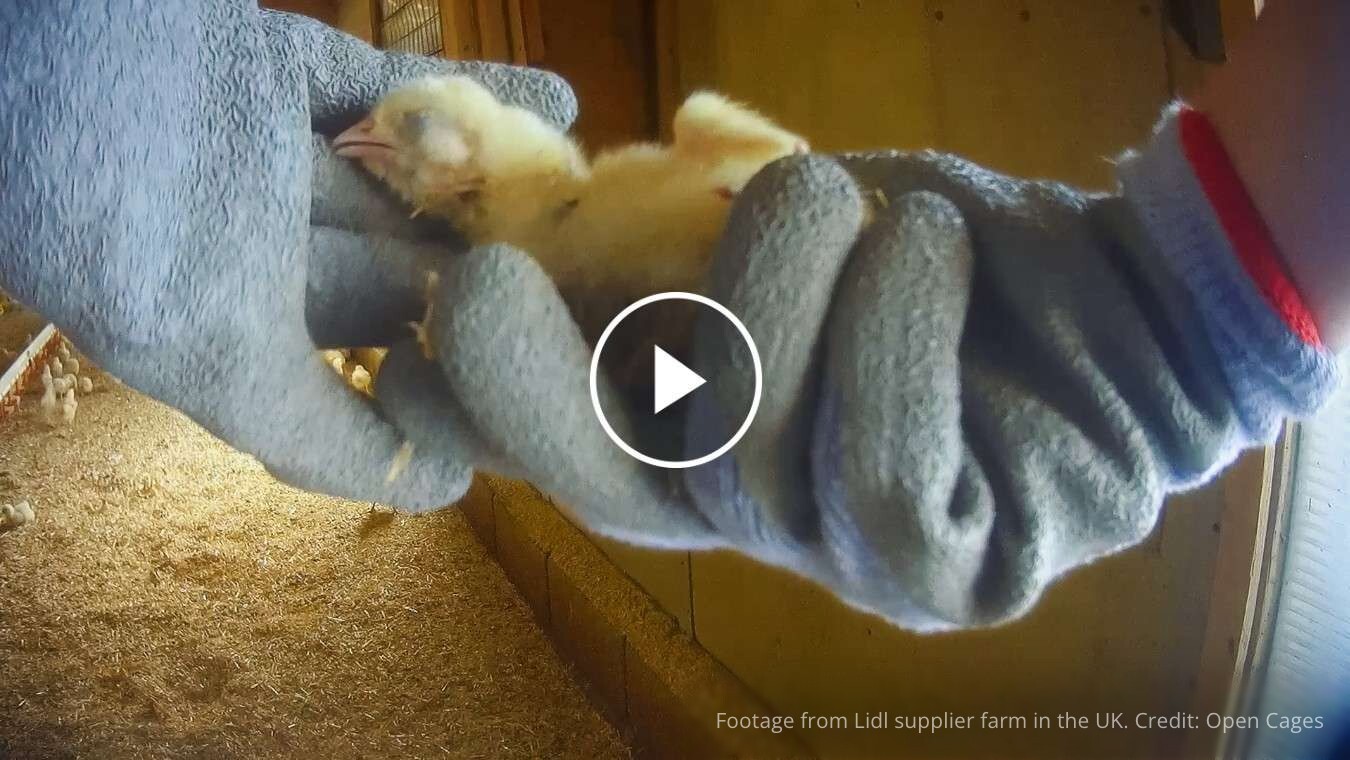 Dead chick in gloved hands