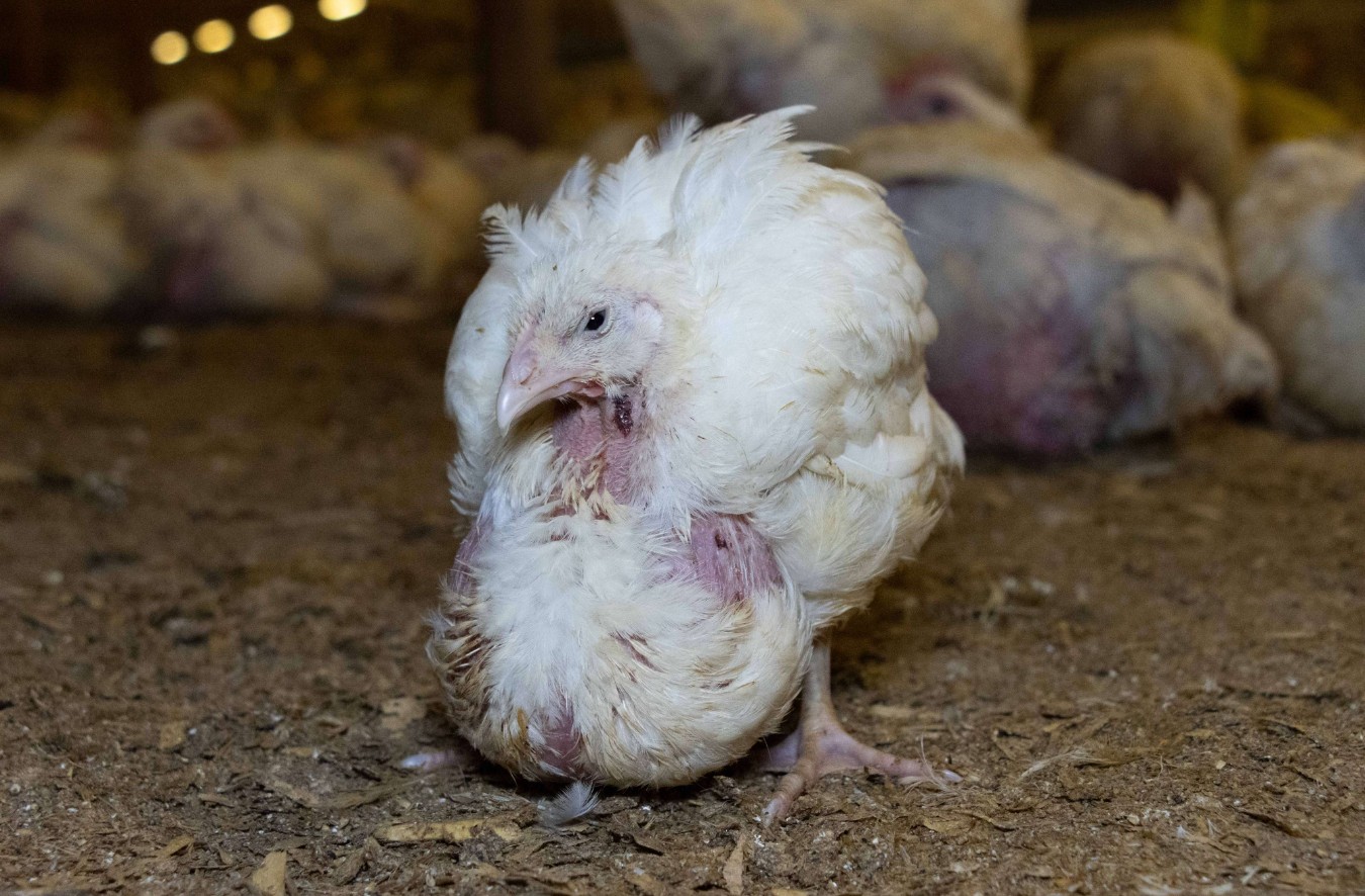 Fast-growing Frankenchicken