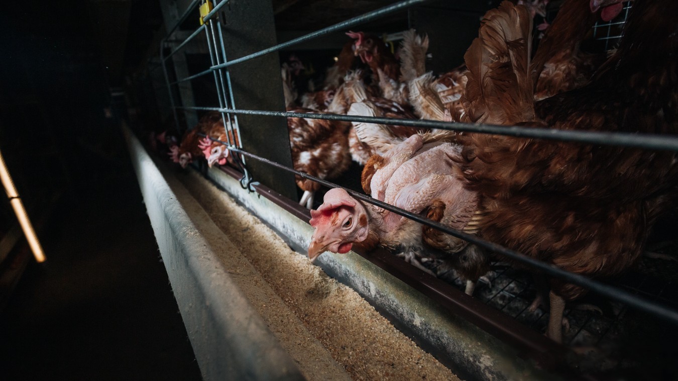 UK investigation, Open Cages