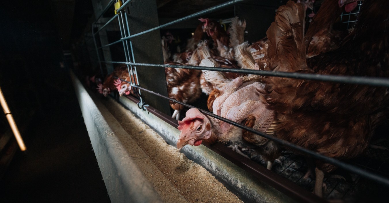 Hens in cages. Credit: Open Cages