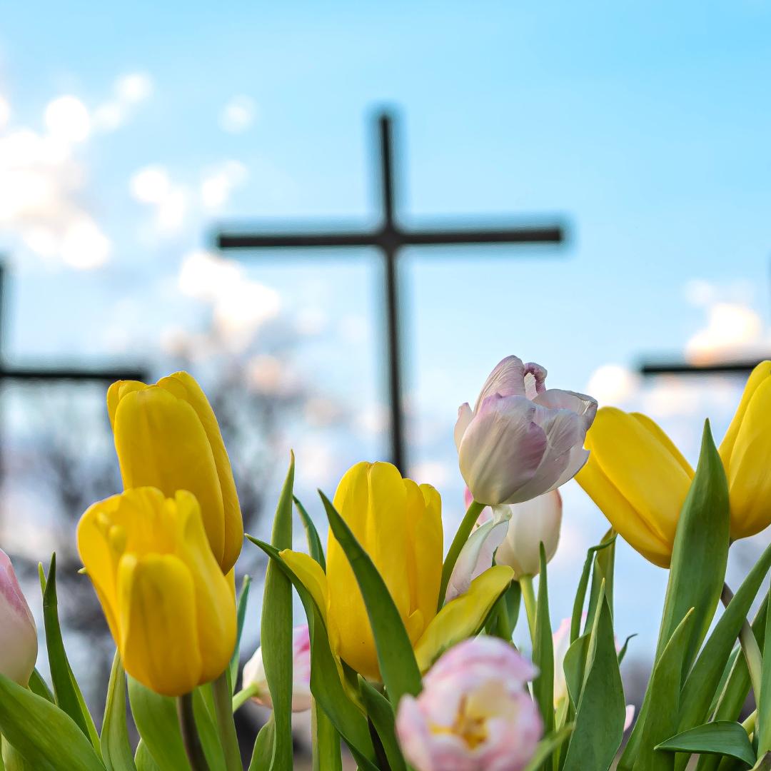 This is an image of some tulips in front of a cross