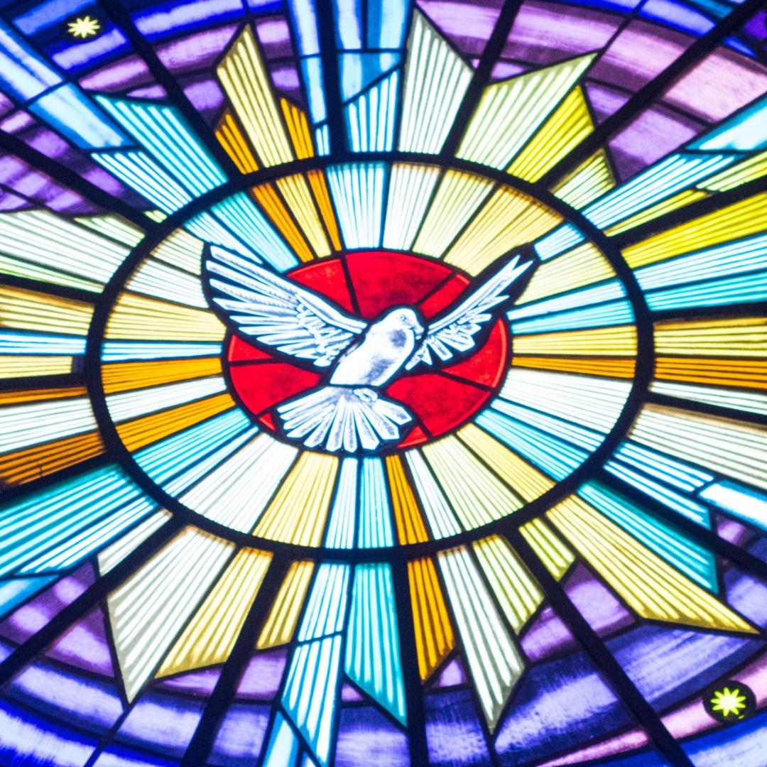 This is an image of a dove.