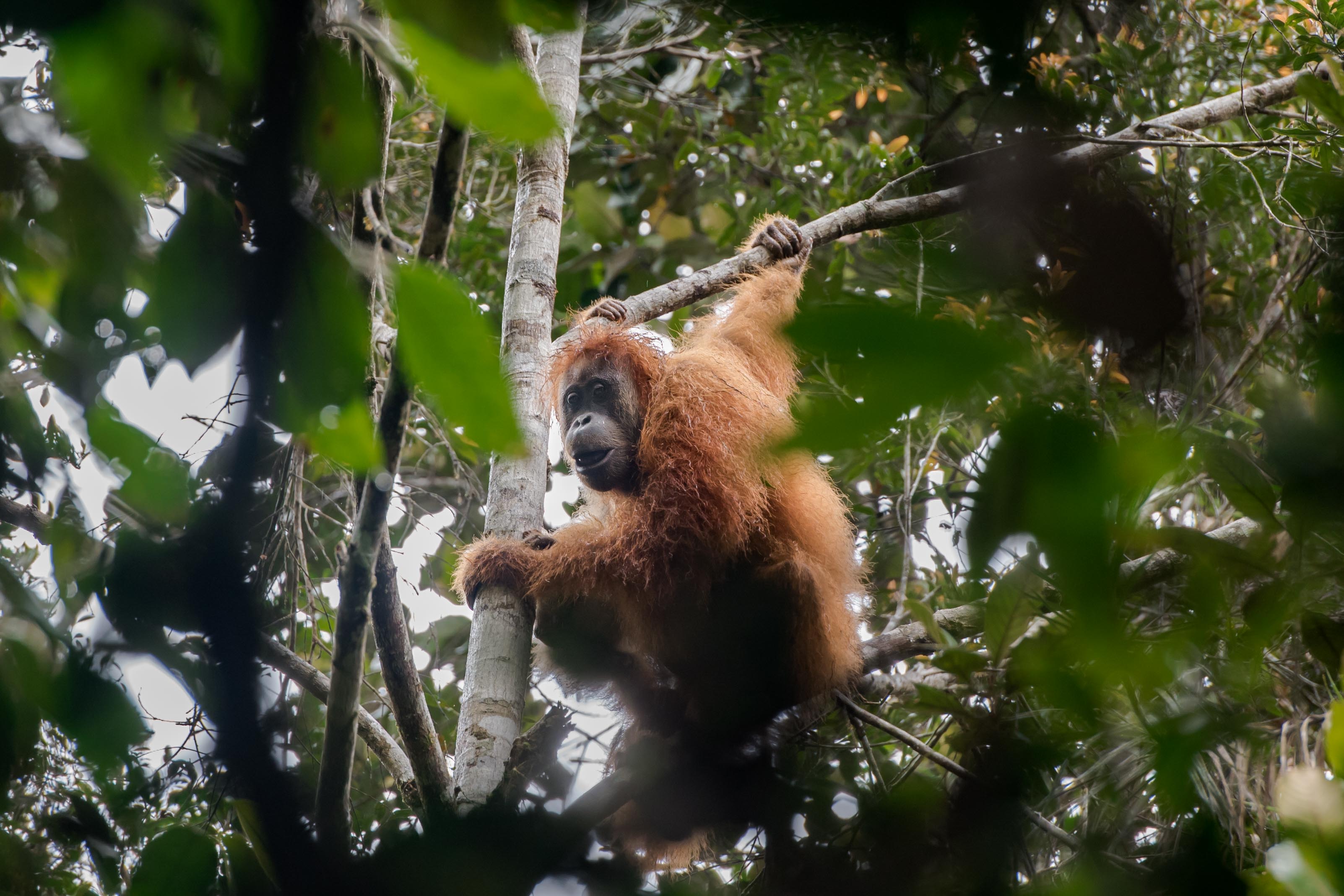Tapanuli orangutans near Camp Mayang, Batang Toru forest, May 2019. 
[Aditya Sumitra for Image Dynamics/Mighty Earth]