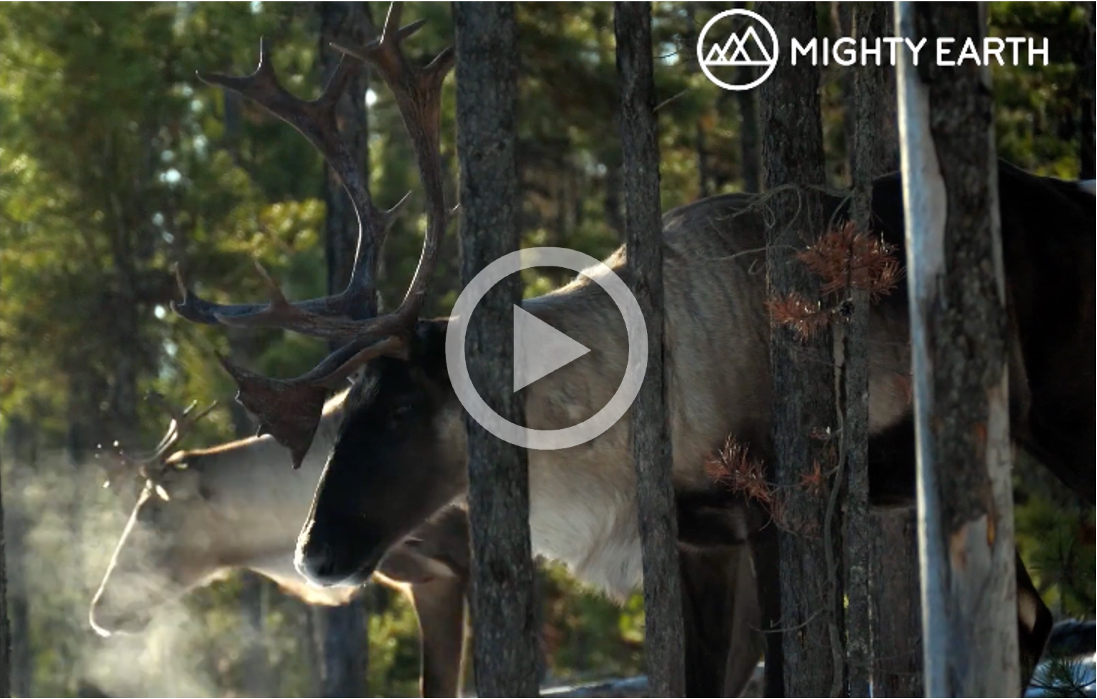 Watch: Video about Mighty Earth’s biomass campaign