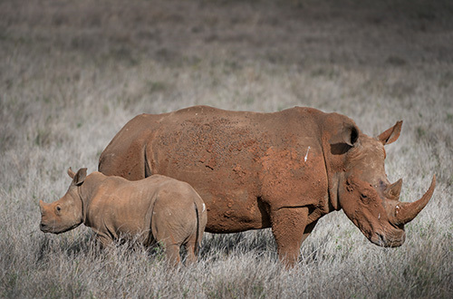 Rhinos
