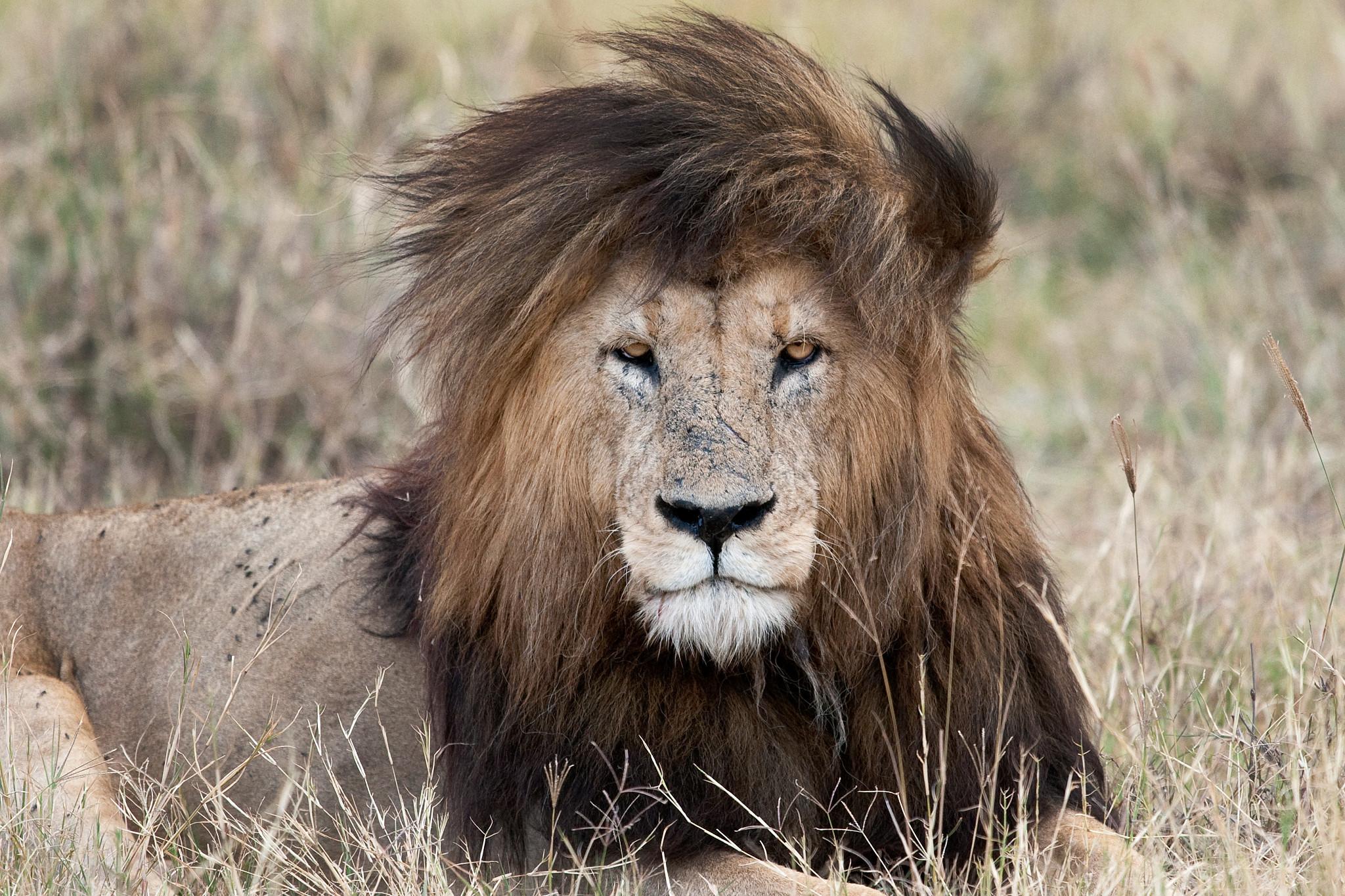 A Chill Lion